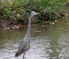 Fauna_y_flora_en_el_Arlanzon-136x116.JPG
