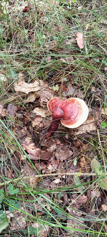 Imagen PASEOS MICOLÓGICOS