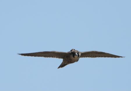 Imagen Charla Proyecto Halcón Peregrino Burgos