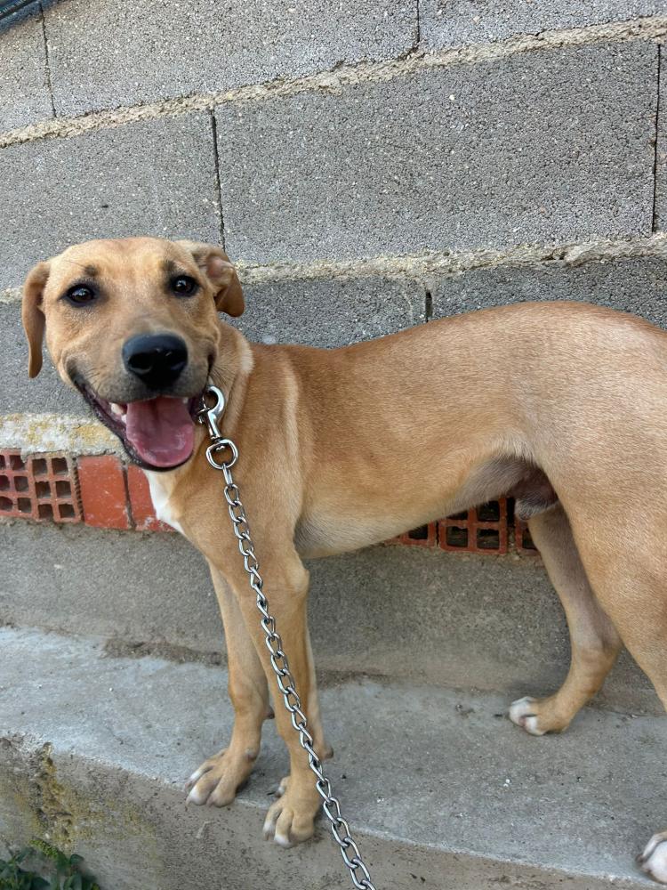 Imagen 5768- Mestizo Pitbull