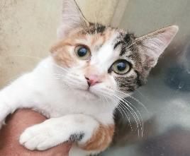 Imagen GATO G1091