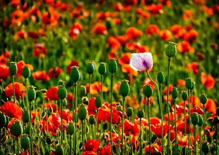 “Lindísima amapola”  de Ángel Herraiz