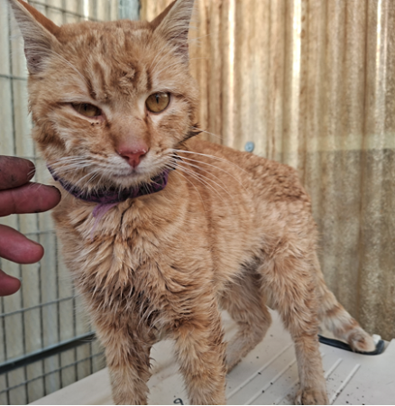 Image G1110 - Gato comun europeo
