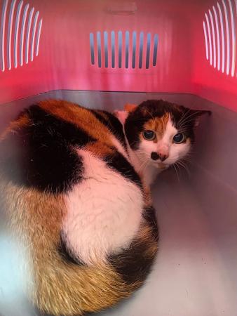 Imagen Gato G976 - hembra