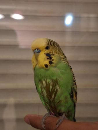 Image Z10 - Periquito