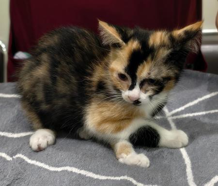 Imagen Gato G1119 cachorro