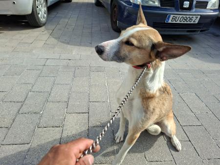Imagen 5811 - Cruce de podenco