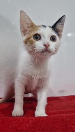 Imagen Gato G1118 cachorro