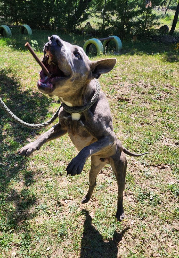 Imagen 5659 - STAFFORDSHIRE TERRIER AMERICANO