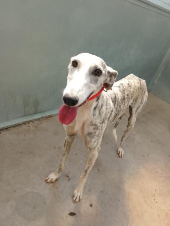 Imagen 5840 - Galgo