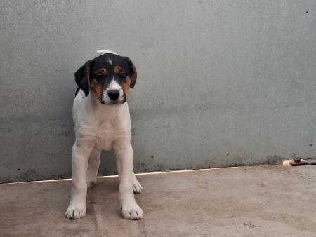 Imagen 5841 - Cachorro cruce de Jack Russel