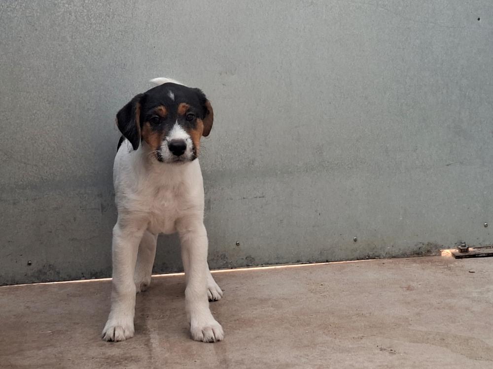 Imagen 5841 - Cachorro cruce de Jack Russel