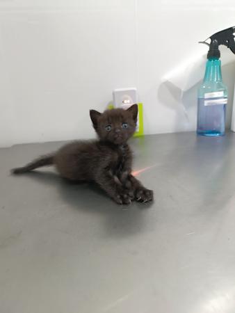 Imagen Gato G1138 cachorro