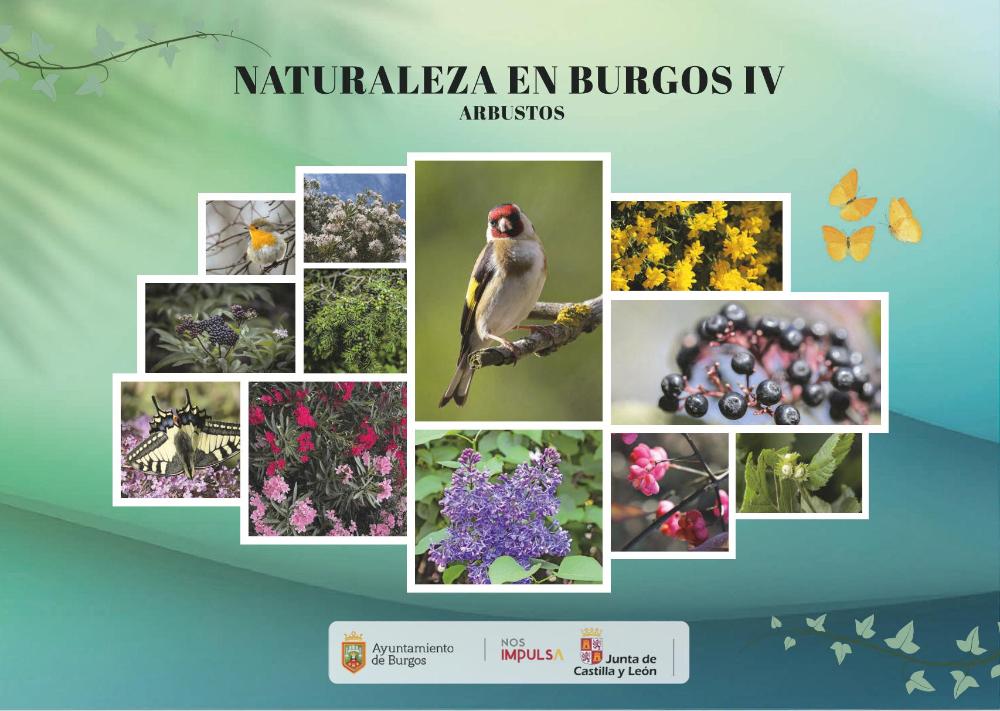 Imagen NATURALEZA EN BURGOS - Arbustos