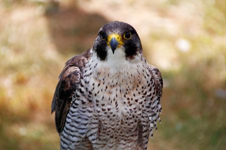 Image La reintroducción del Halcón Peregrino en Burgos