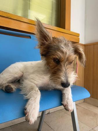 Image 5582 - Cruce Fox Terrier