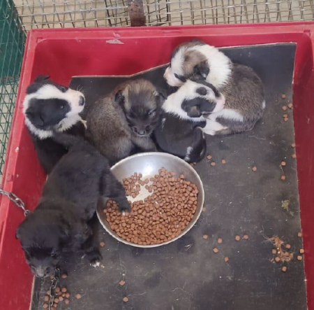 Image 5591, 5592, 5593, 5594 y 5595 Cachorros