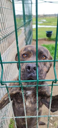 Imagen 5421-American Stafforshire Terrier