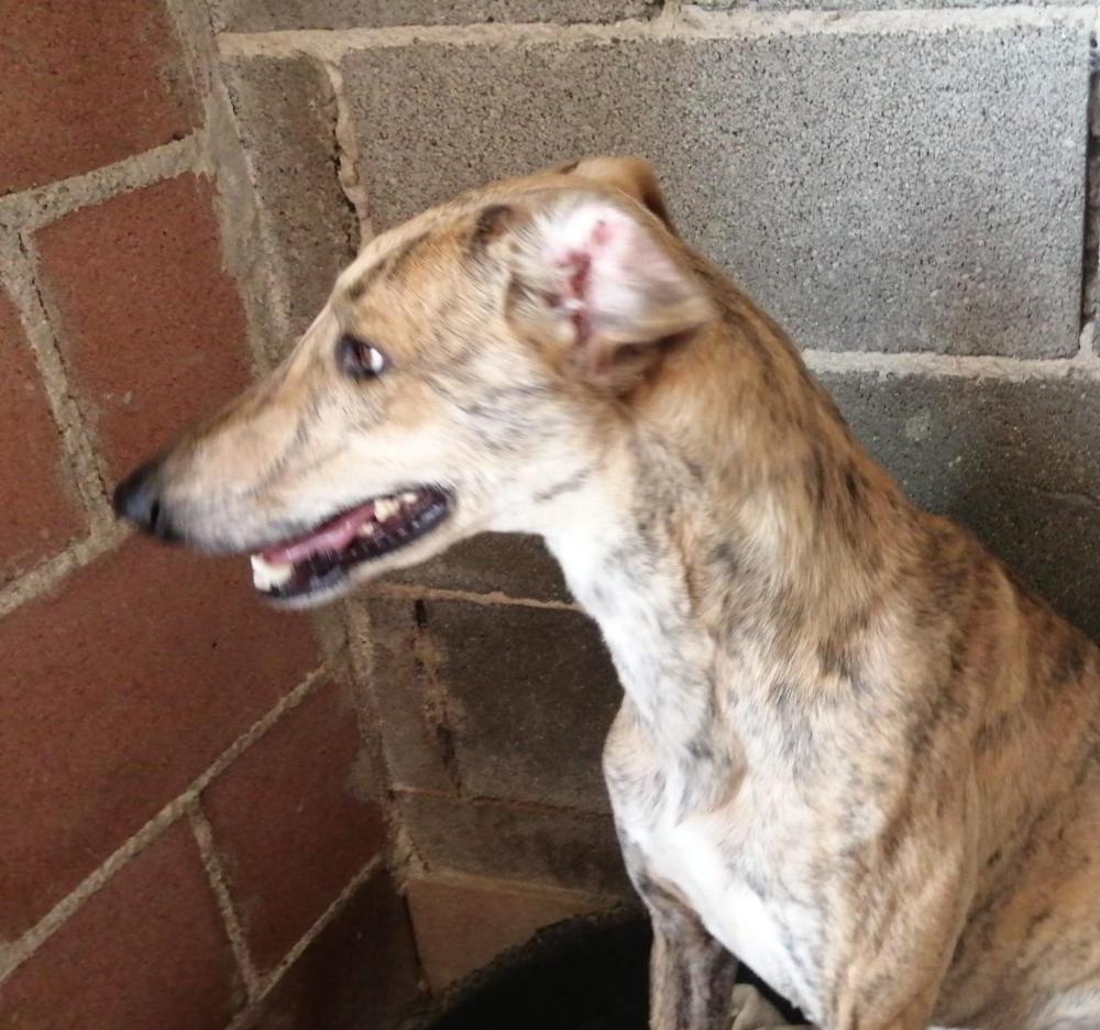 Imagen 5671 - Galgo