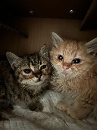 Image Gato cachorro G1035 y G1036