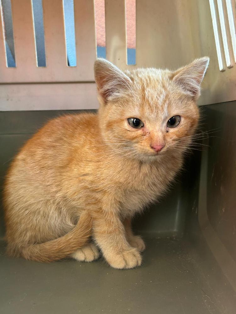 Imagen Gato cachorro G1037