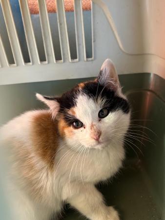 Image Gato cachorra G1038