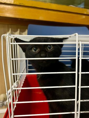 Image Gato cachorra G1039 y G1040