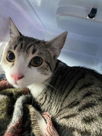 Image Gato G1042