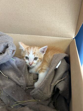 Image Gato cachorro G1045 y G1046