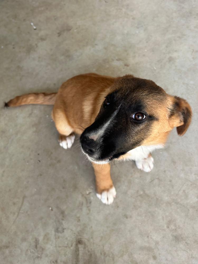 Imagen Perro 5706 - cachorro cruce de pastor