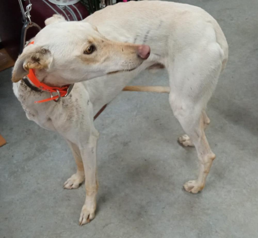 Imagen 5724 - Galgo