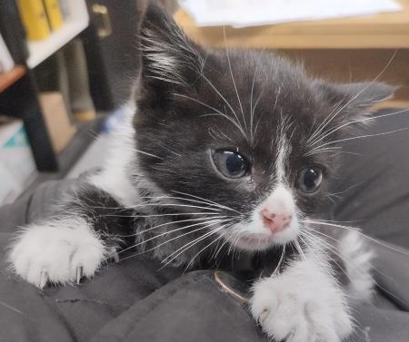 Image Gato cachorro G1028
