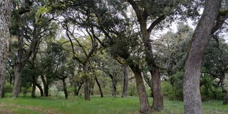 Imagen Celebración del Día Mundial del Medio Ambiente  2025 - Bosque de Villafría