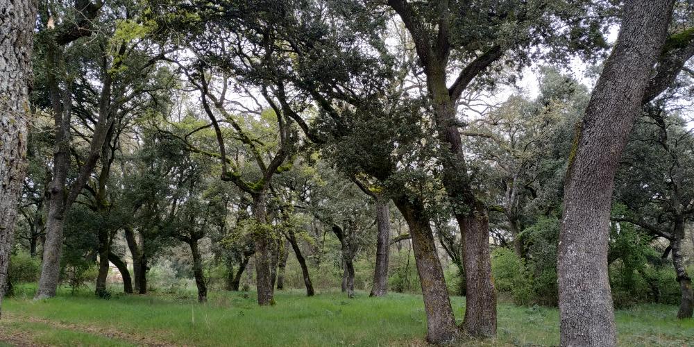 Imagen Celebración del Día Mundial del Medio Ambiente  2025 - Bosque de Villafría